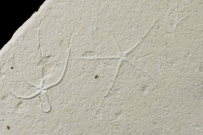 Four Cretaceous Fossil Brittle Stars (Geocoma) - Lebanon #162729